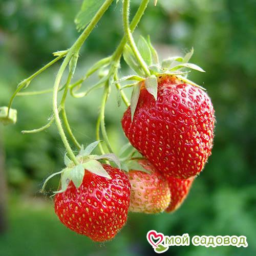 Клубника Хоней (ранний сорт)