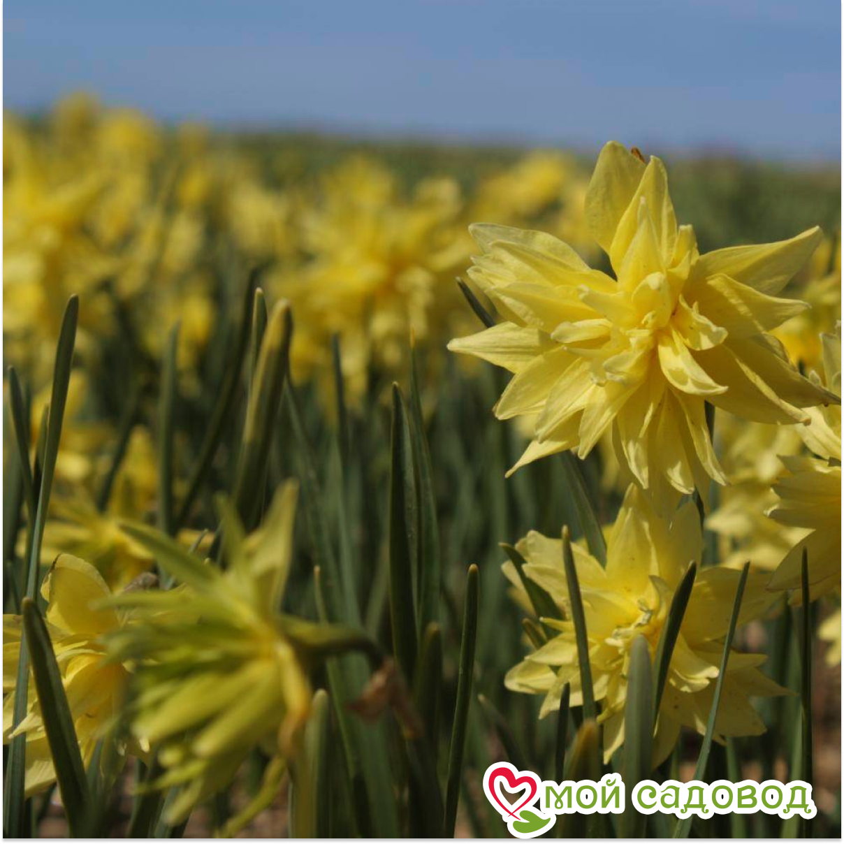 Нарцисс мини Рип Ван Винкл
