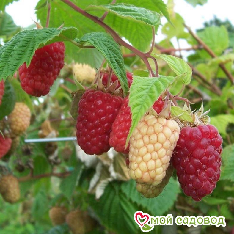 Малина Каскад Делайт