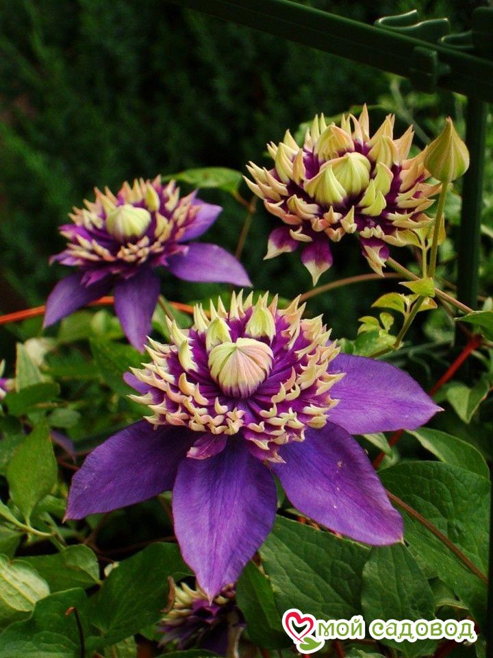 Новинки Клематиса 2025!